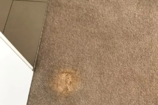 Carpet Cleaning in Tootgarook
